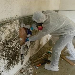 Mold removal process