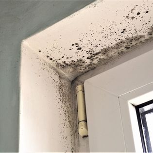 mold found in home