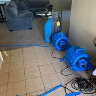 Mold removal process 
